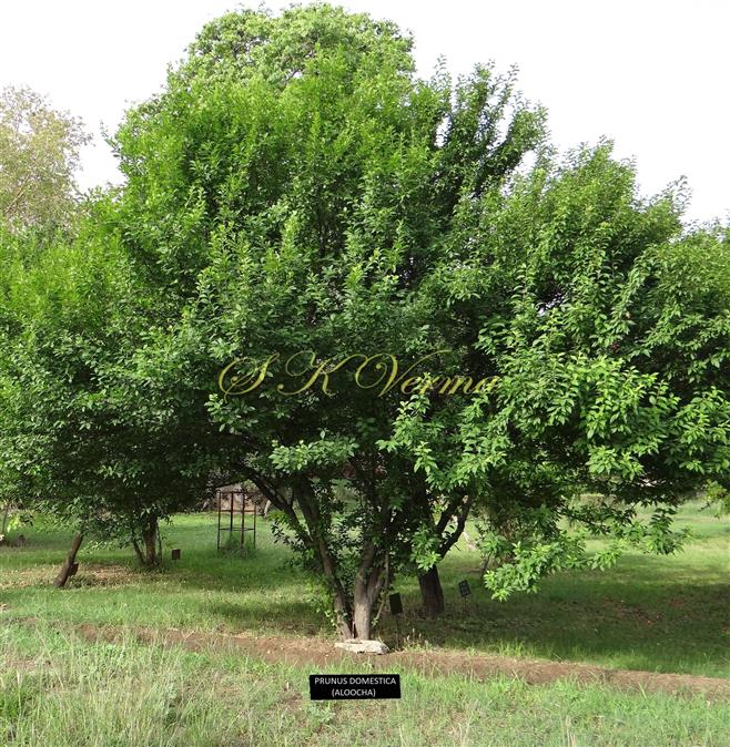  Plant